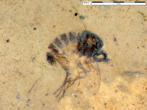 Genus sp.