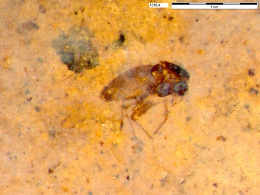 Diptera