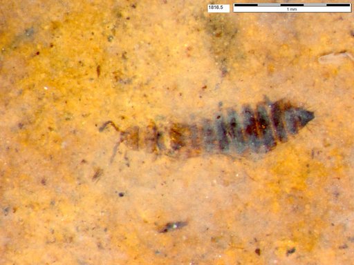 Genus sp