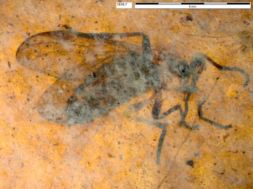 Genus sp