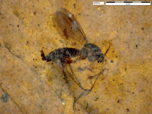 Mycetophilidae