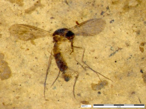 Mycetophilidae