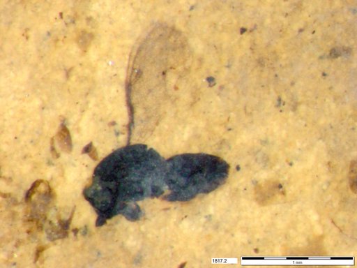 Genus sp