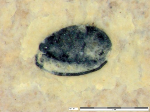 Tracheophyta