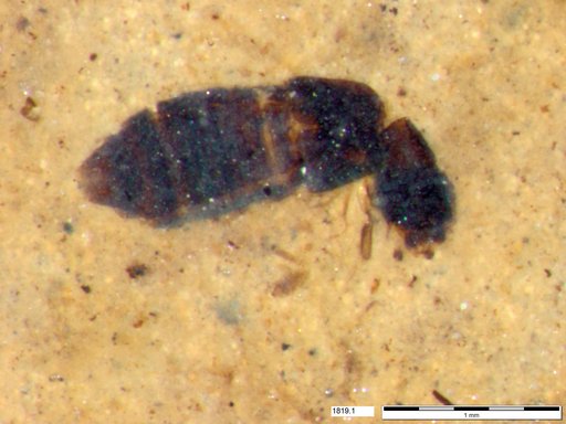 Genus sp