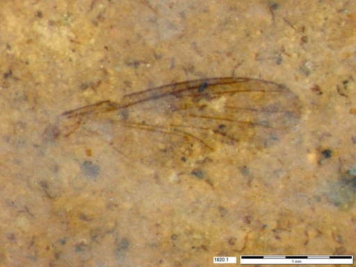 Diptera