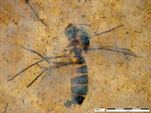 Mycetophilidae