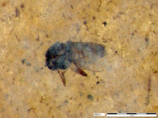 Diptera