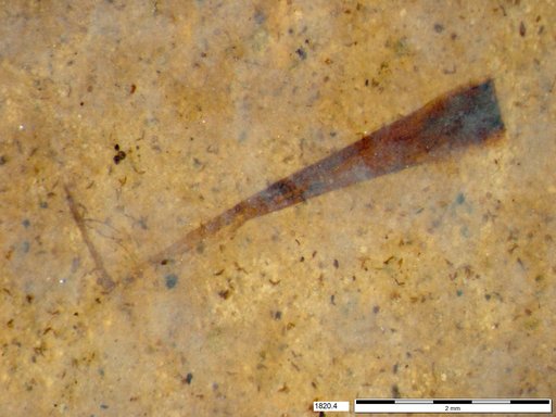 Tracheophyta