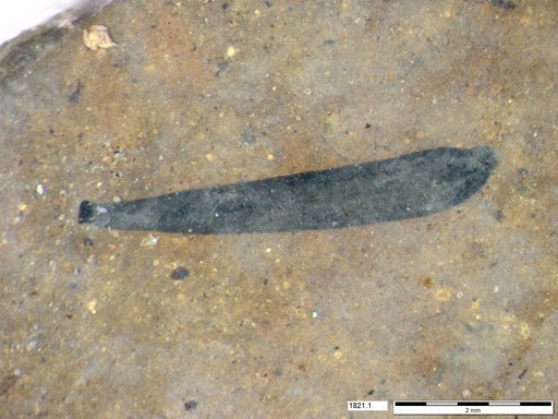 Tracheophyta