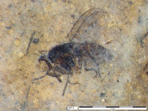 Diptera