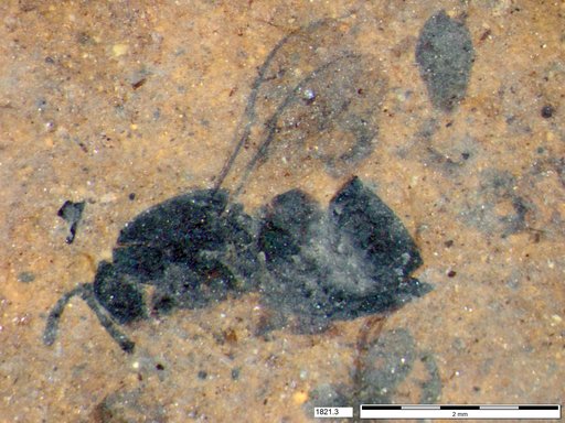 Genus sp