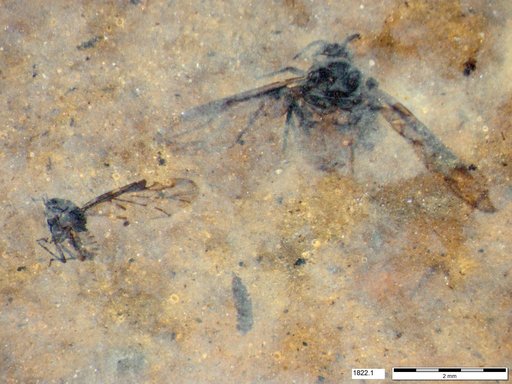 Aphididae