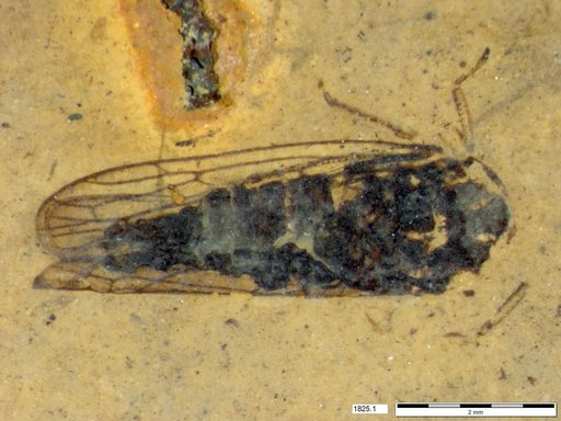 Genus sp