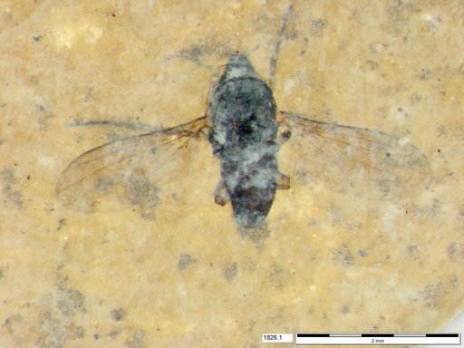 Diptera