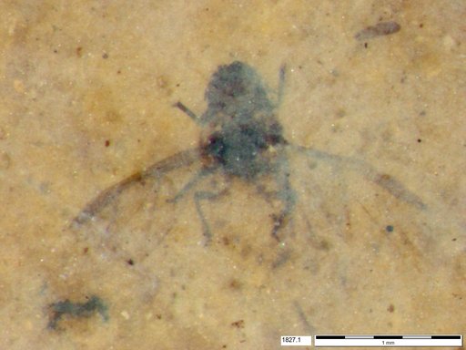 Aphididae