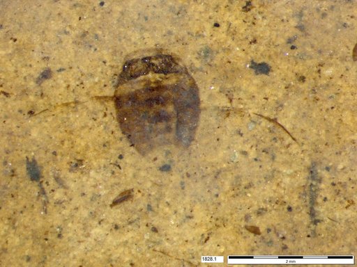 Corixidae