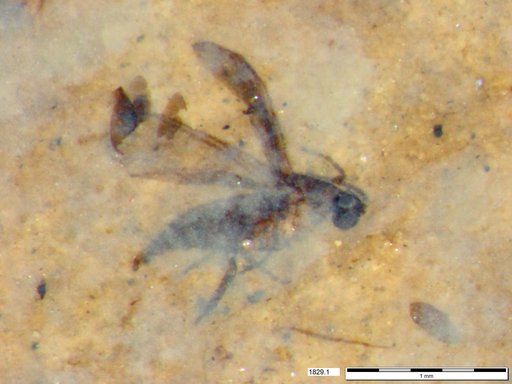 Diptera