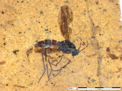 Diptera
