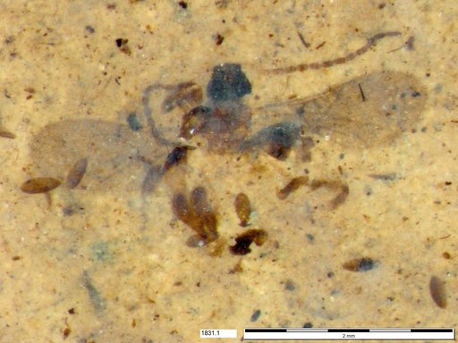 Diapriidae