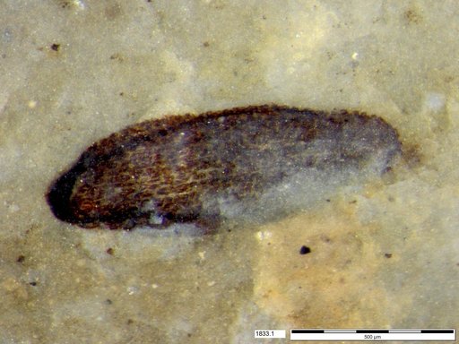 Tracheophyta