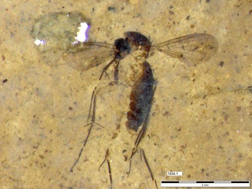 Mycetophilidae
