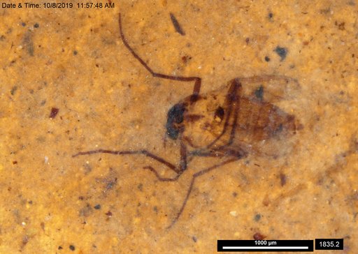 Diptera
