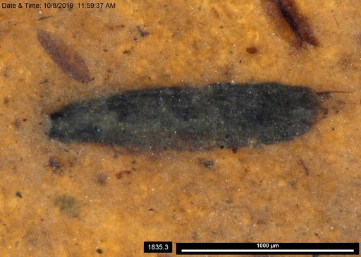 Tracheophyta