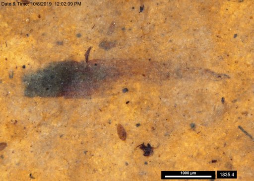 Tracheophyta
