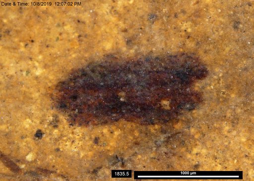 Tracheophyta
