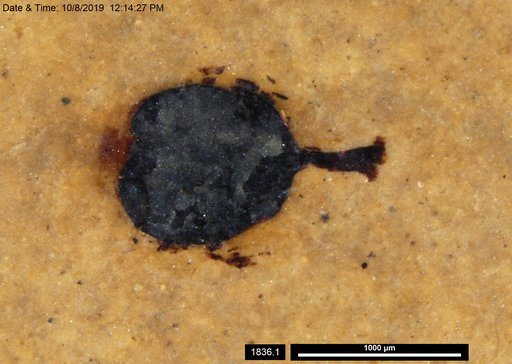 Tracheophyta