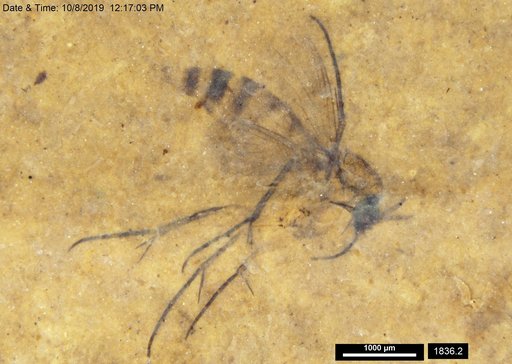 Mycetophilidae