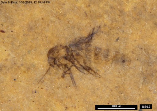 Diptera