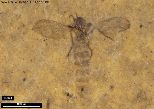 Diptera