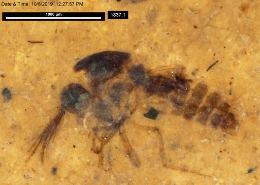 Diptera