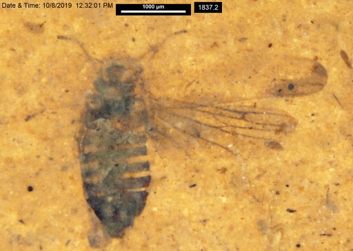 Genus sp