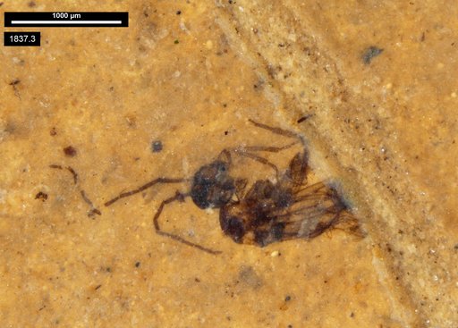 Diptera