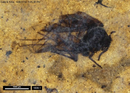 Aphididae