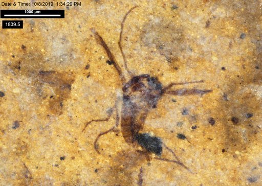 Diptera
