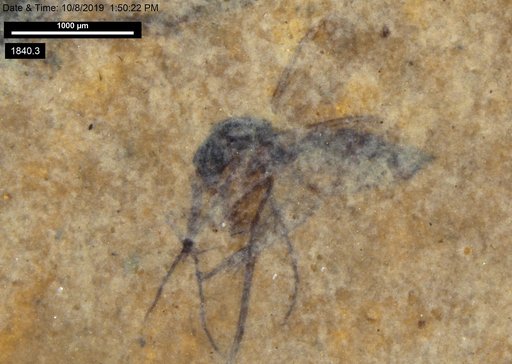 Mycetophilidae