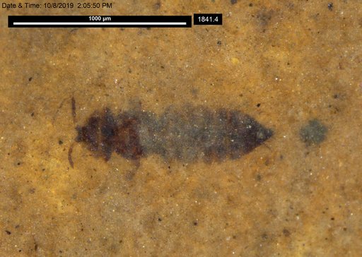 Genus sp