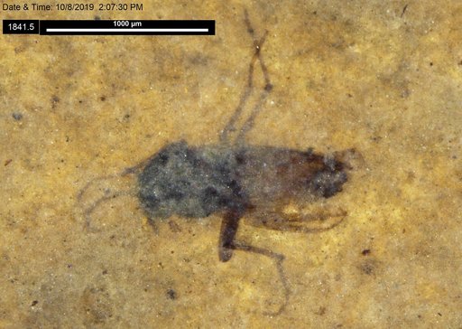 Diptera