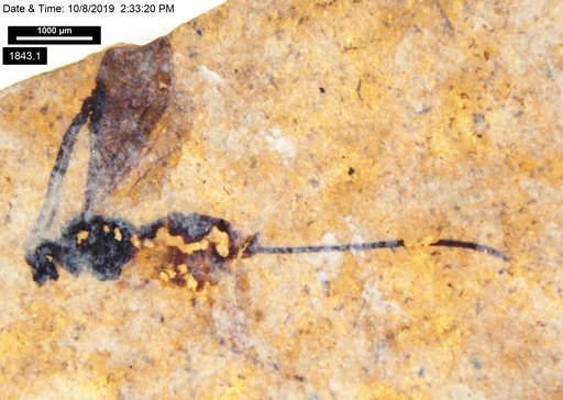 Braconidae