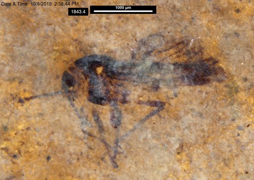 Insecta