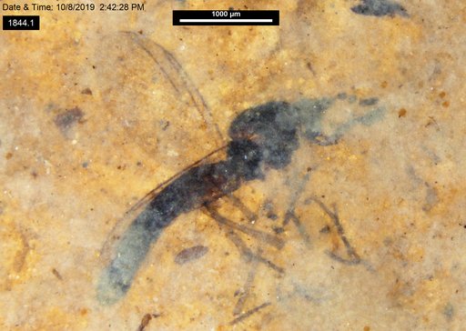 Diptera