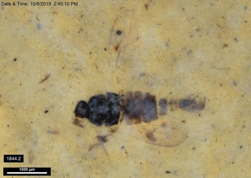 Diptera