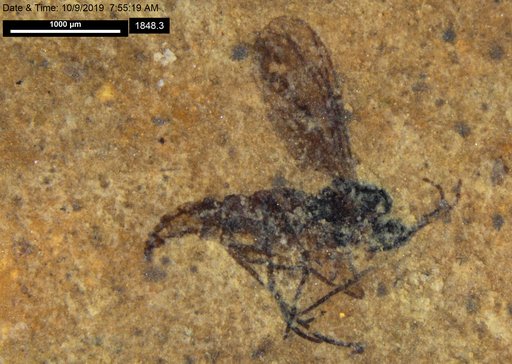 Sciaridae