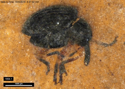 Genus sp