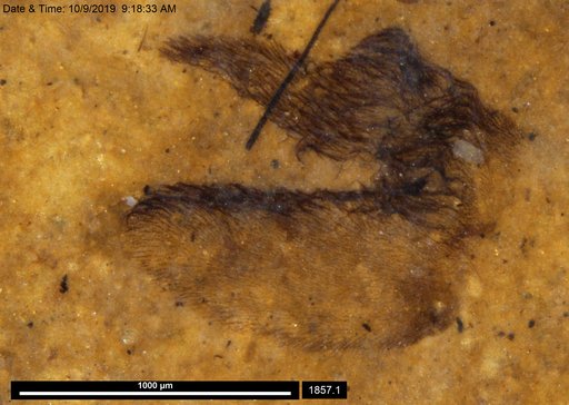 Corixidae