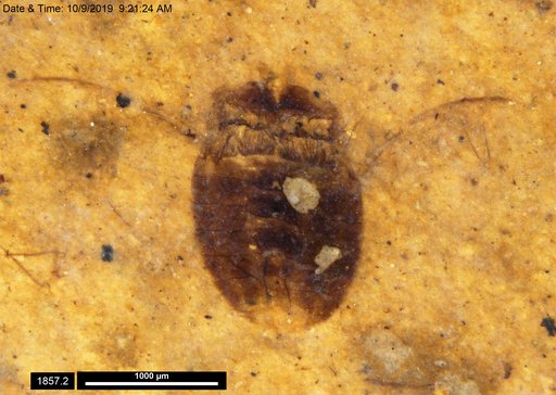 Corixidae